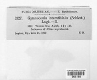 Gymnoconia interstitialis image